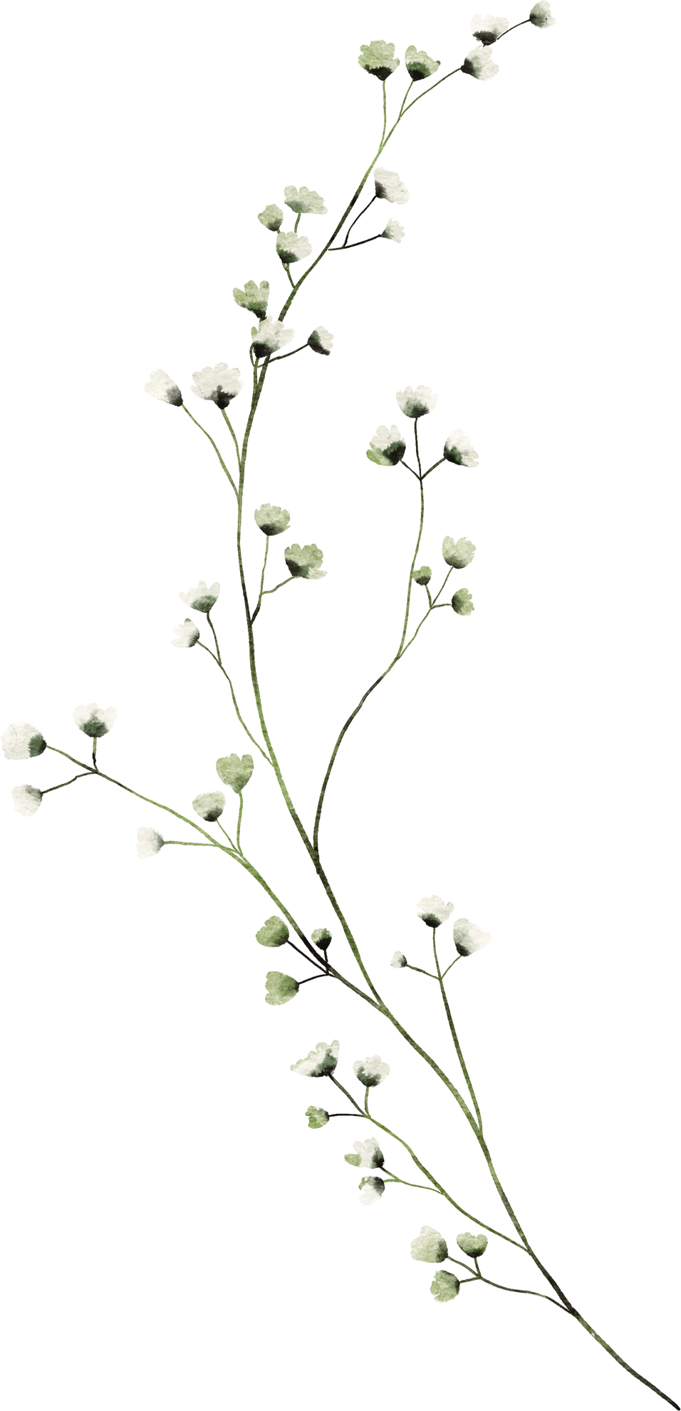 Baby breath flower watercolor